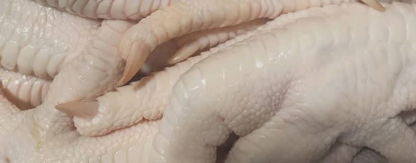 پای مرغ فله مناسب بازار داخلی و خارجی