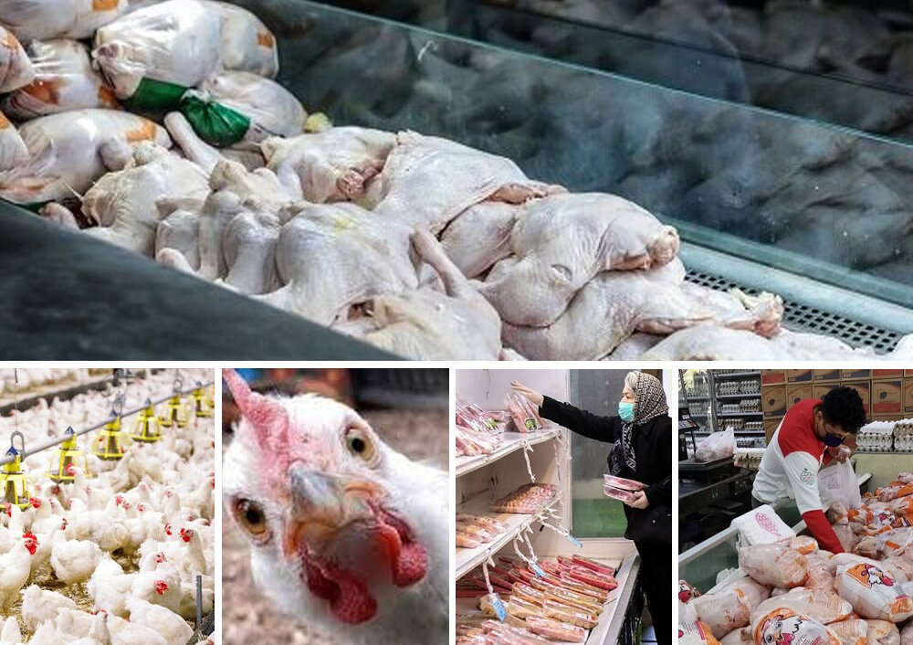 مرغ گرم یا مرغ منجمد؟ بررسی از نگاه مصرف‌ کننده